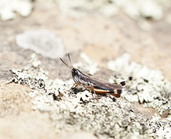 Macrotona australis