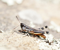 Macrotona australis