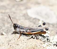 Macrotona australis