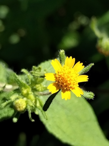 Image of Sigesbeckia Agrestis (Sigesbeckia agrestis) by no rights reserved