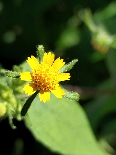 Image of Sigesbeckia Agrestis (Sigesbeckia agrestis) by no rights reserved