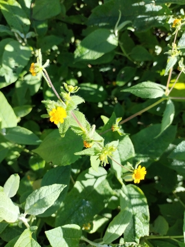 Image of Sigesbeckia Agrestis (Sigesbeckia agrestis) by no rights reserved