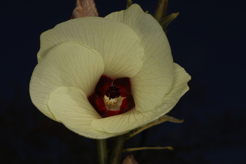 Abelmoschus esculentus