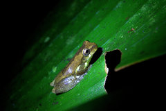 Dendropsophus carnifex