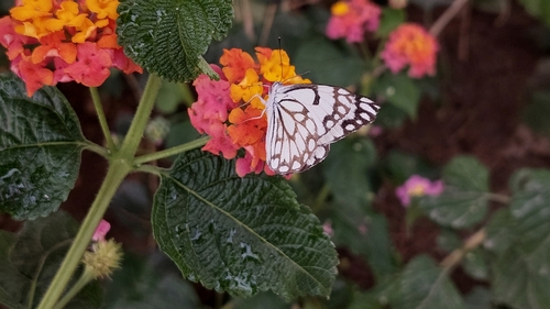 Pioneer White