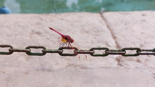 Violet Dropwing