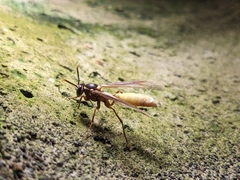 Apoica pallens image