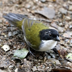 Black-Headed Brush-Finch photo 2