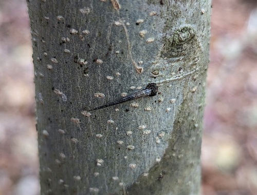 Octagonal Casemaker Moth photo 2