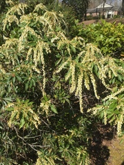 Pieris