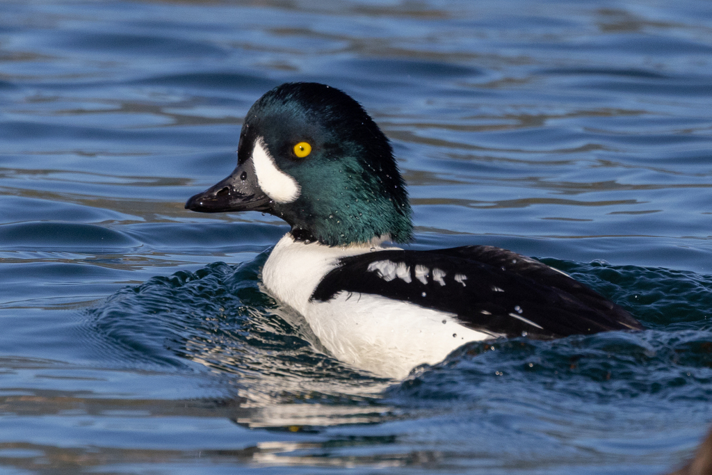 Barrow's Goldeneye (Bucephala islandica) photo