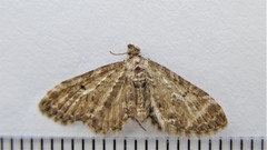 Eupithecia gelidata