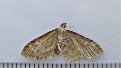 Eupithecia gelidata