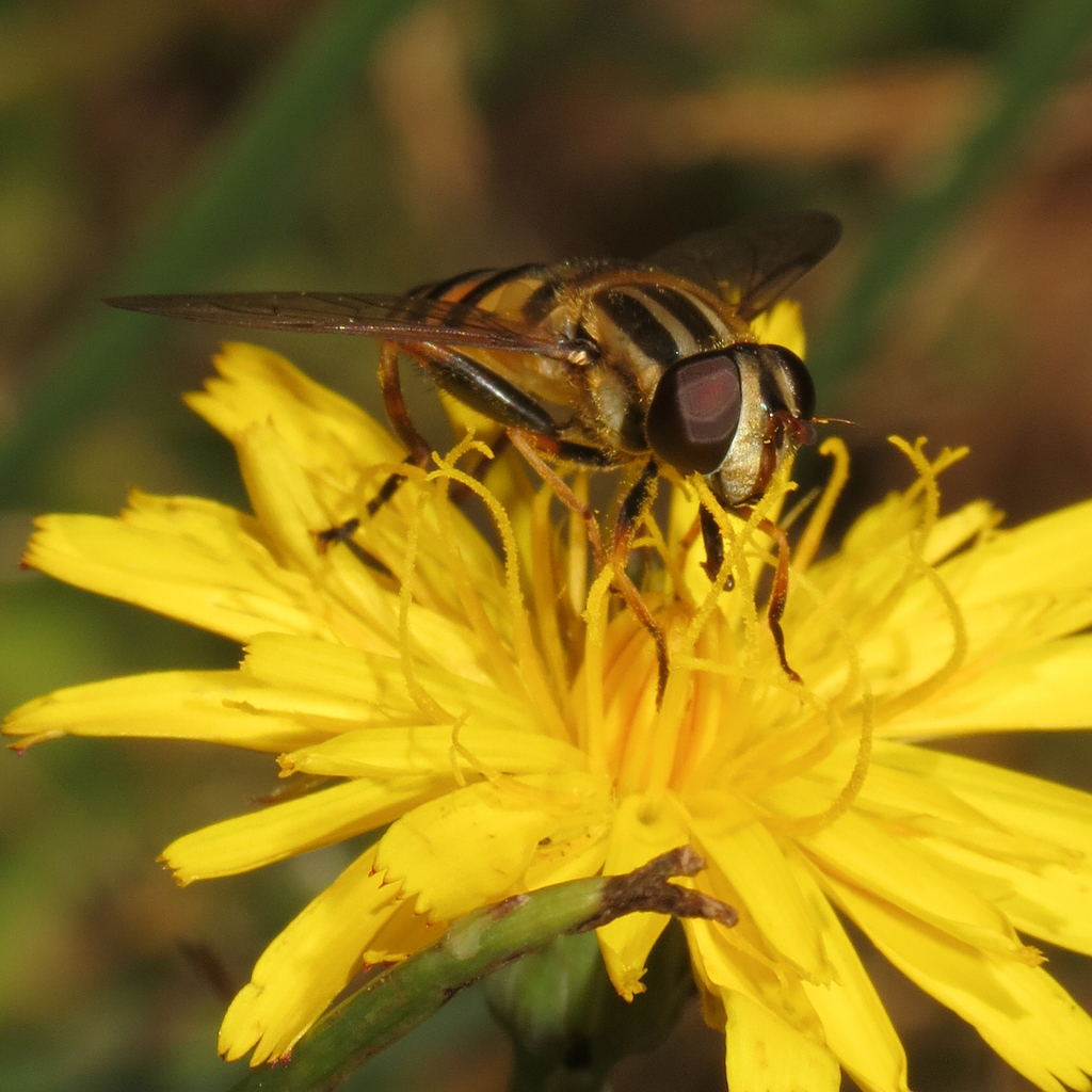 narrow-headed-marsh-fly-from-vashon-wa-98070-usa-on-august-9-2023-at