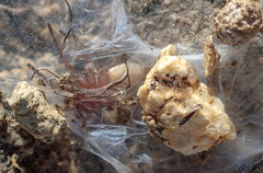 Herpyllus hesperolus