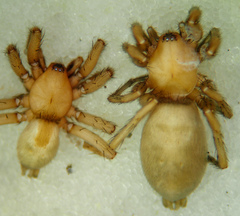 Herpyllus hesperolus