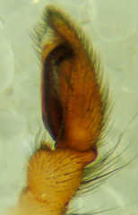 Herpyllus hesperolus