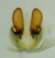 Herpyllus hesperolus