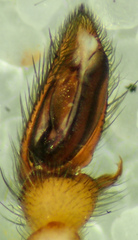 Herpyllus hesperolus