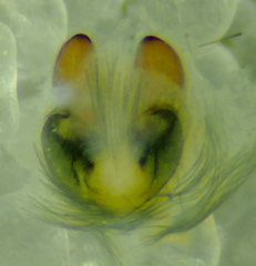 Herpyllus hesperolus