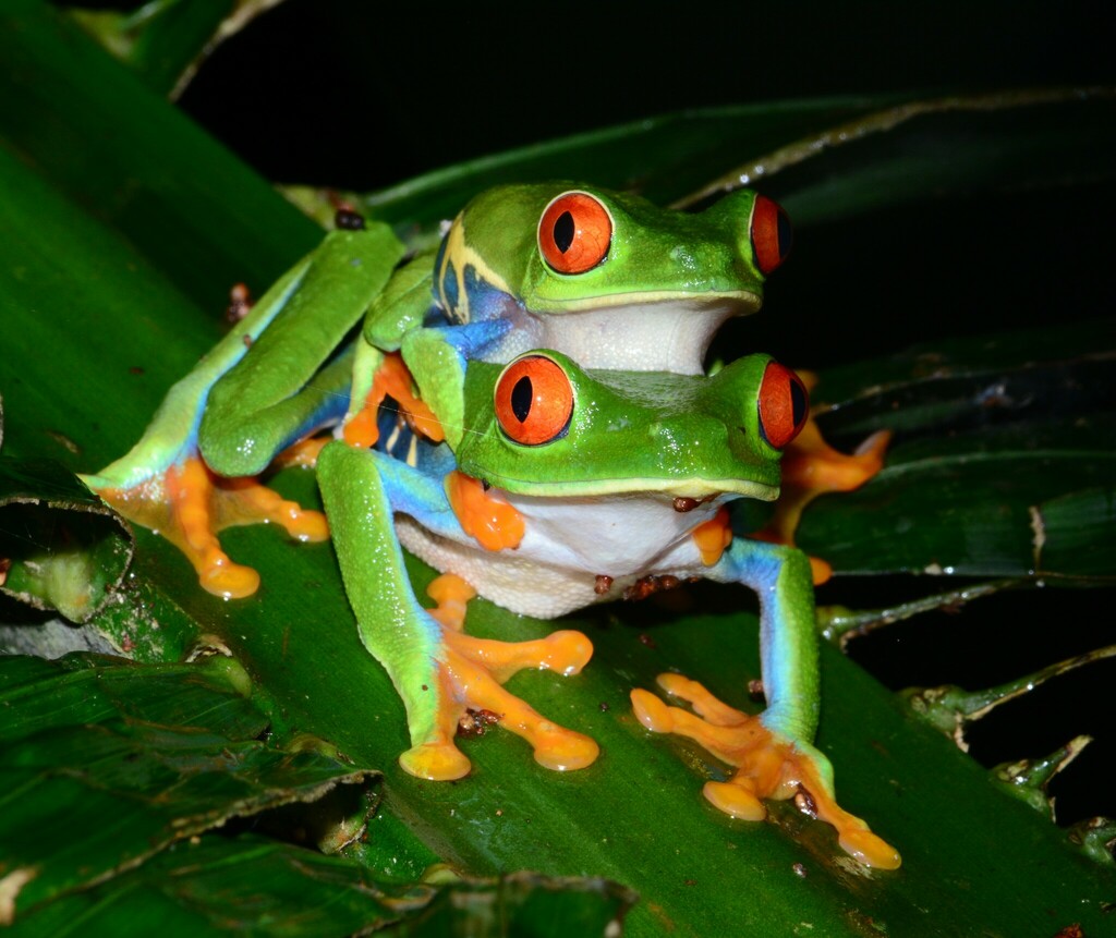 Red-eyed Tree Frog from El Rama, Nicaragua on October 30, 2023 at 05:34 ...