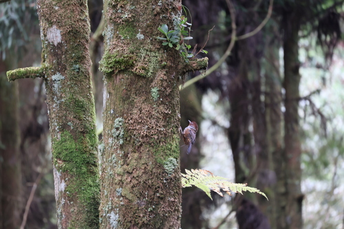Taiwan Barwing (Actinodura morrisoniana), photo 10