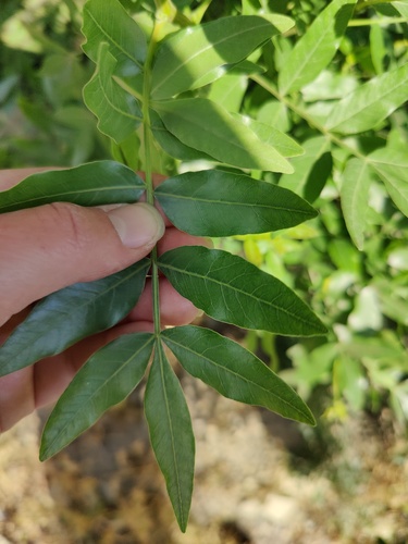 Fraxinus angustifolia
