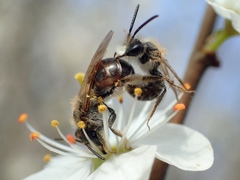 Andrena ventralis