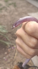 Angolan Spade-Snouted Worm Lizard photo 1