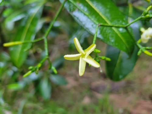 Image of Ochrosia haleakalae by (c) Keenan Pepper, some rights reserved (CC BY)
