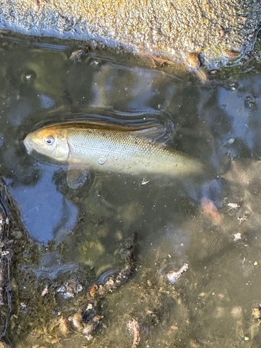 Goose Lake sucker (Catostomus occidentalis) — Catostomidae — 5