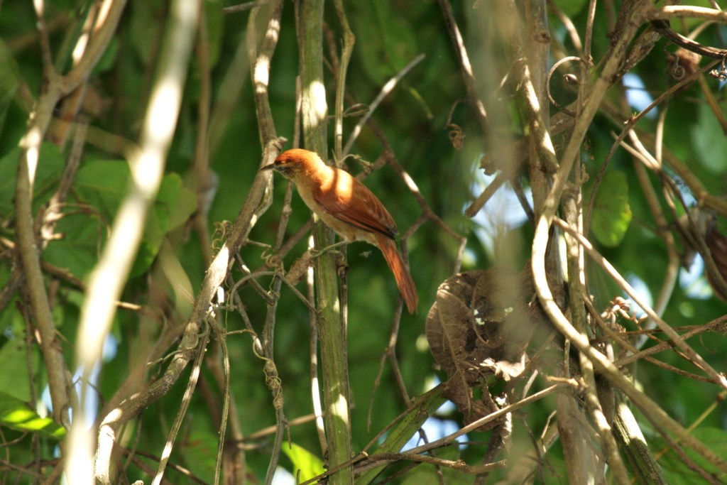Coiba Spinetail (Cranioleuca dissita) photo