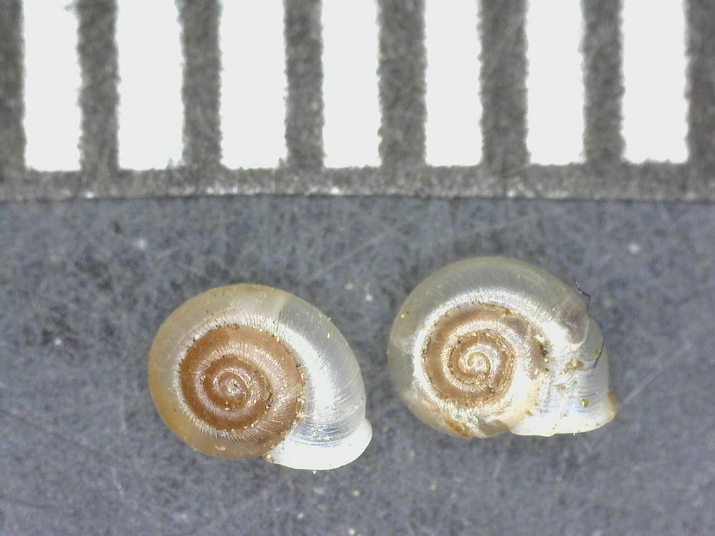 Grass-snails