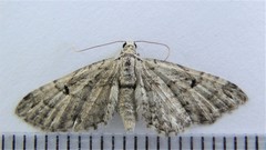 Eupithecia interruptofasciata