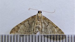 Eupithecia interruptofasciata