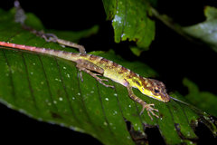 Anolis aequatorialis