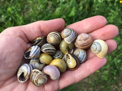 White-lipped Snail