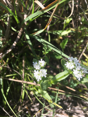 Valerianella radiata