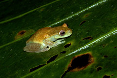 Babbling Stream Frog photo 3