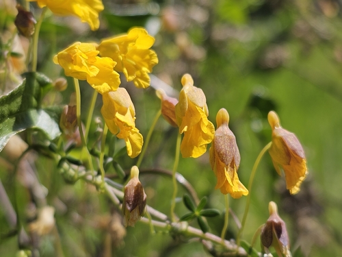 Tropaeolum nuptae-jucundae (Tropaeolum nuptae-jucundae)