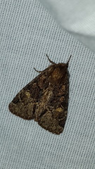 Phosphila turbulenta