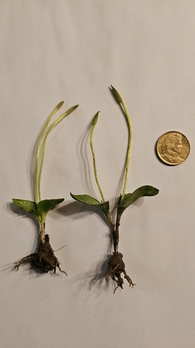 Image of Ophioglossum crotalophoroides by no rights reserved