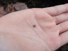 Zonitidae