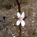 Stylidium crassifolium - Photo (c) Shell's_nature, algunos derechos reservados (CC BY-NC), subido por Shell's_nature