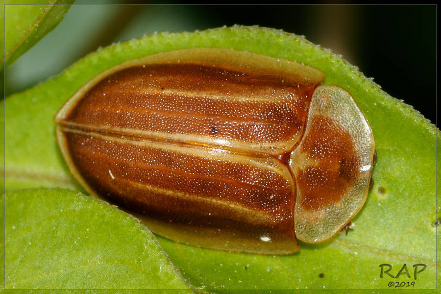 Seepwillow flea beetle