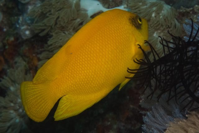 Golden Angelfish