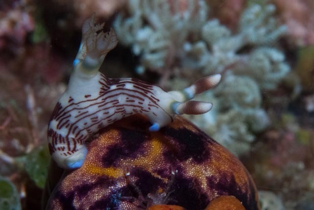 Ivory Wrinkle Dorid