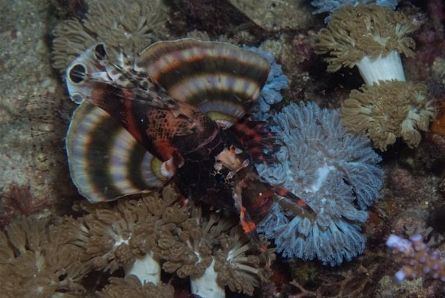 Nemapterois biocellatus