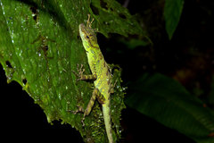 Anolis aequatorialis