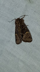 Phosphila turbulenta